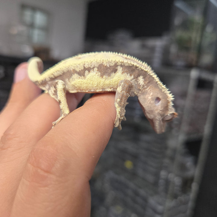 Correlophus ciliatus (Crested Gecko) Frappacino SUS MALE