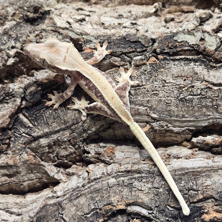 Correlophus ciliatus (Crested Gecko) Lily White LW907