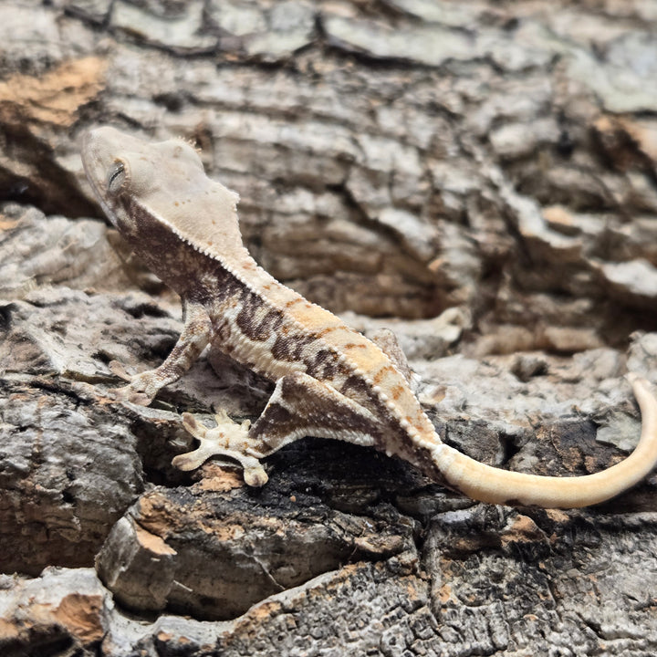 Correlophus ciliatus (Crested Gecko) Lily White LW902