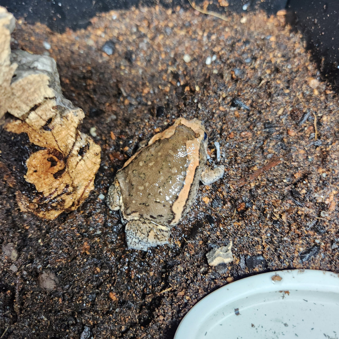 Kaloula pulchra (Chubby Frog)