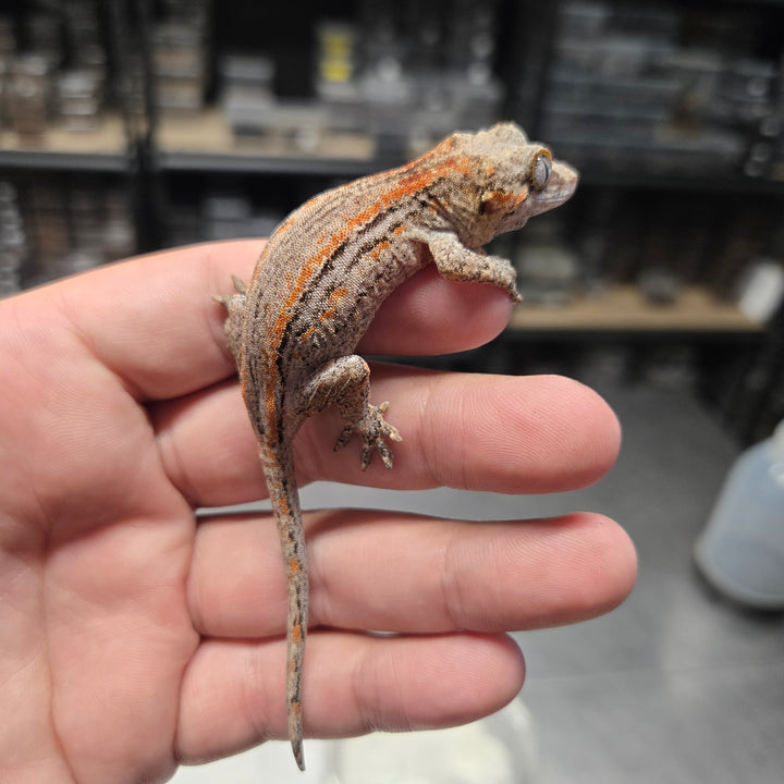 Rhacodactylus auriculatus (Gargoyle Gecko) '25 Orange Stripe