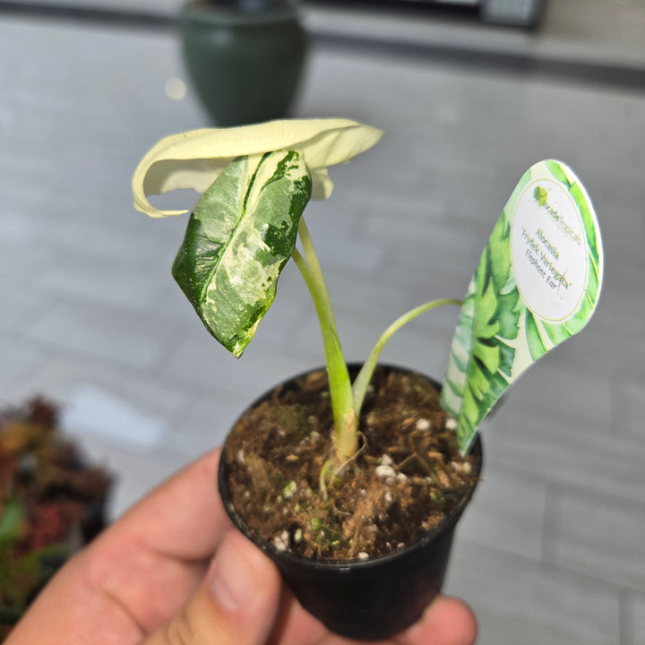 Alocasia spp (Elephant Ear)