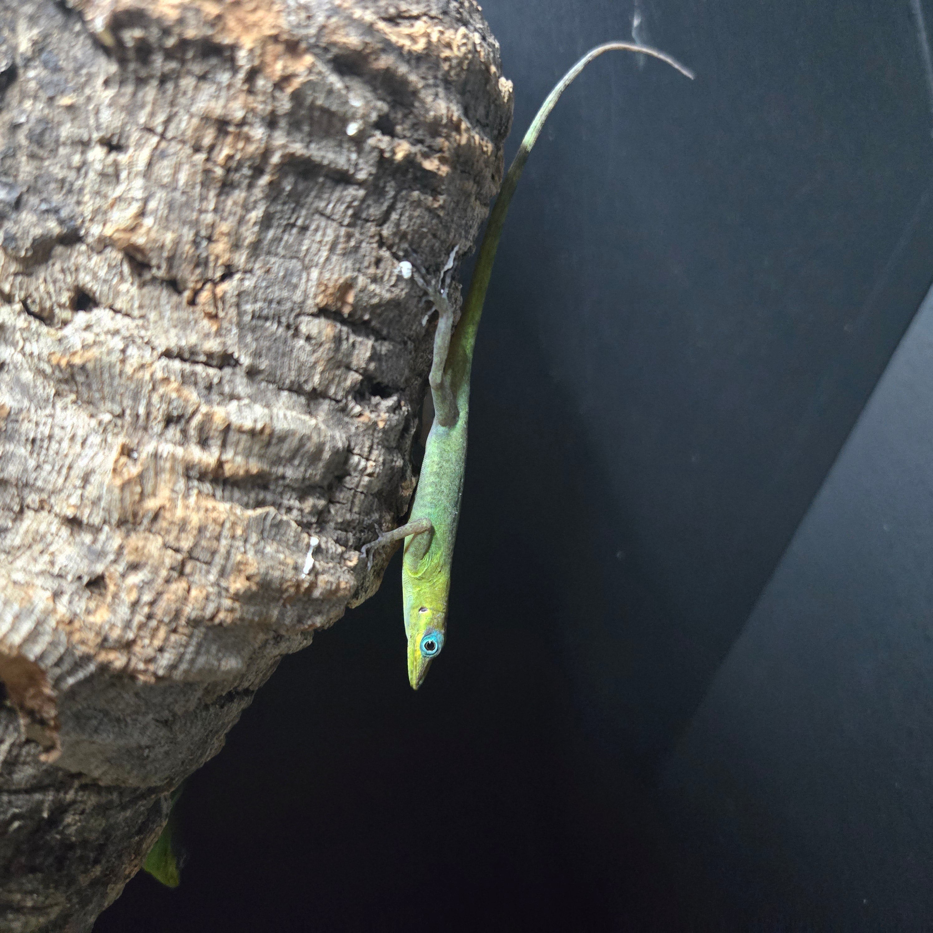 Anolis pogus (St. Martin's Anole) 3