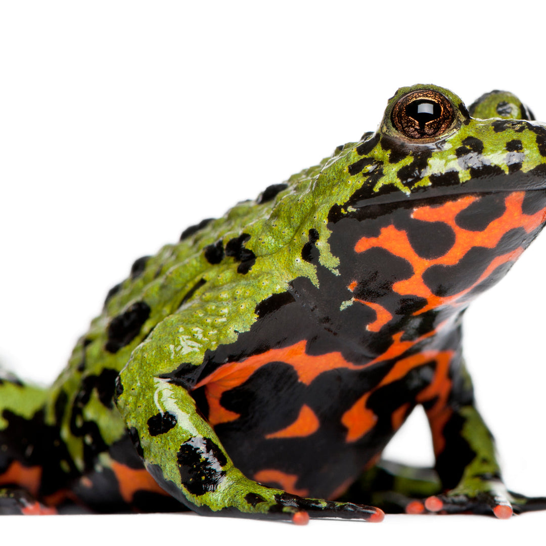 Bombina sp. (Fire-bellied Toad)