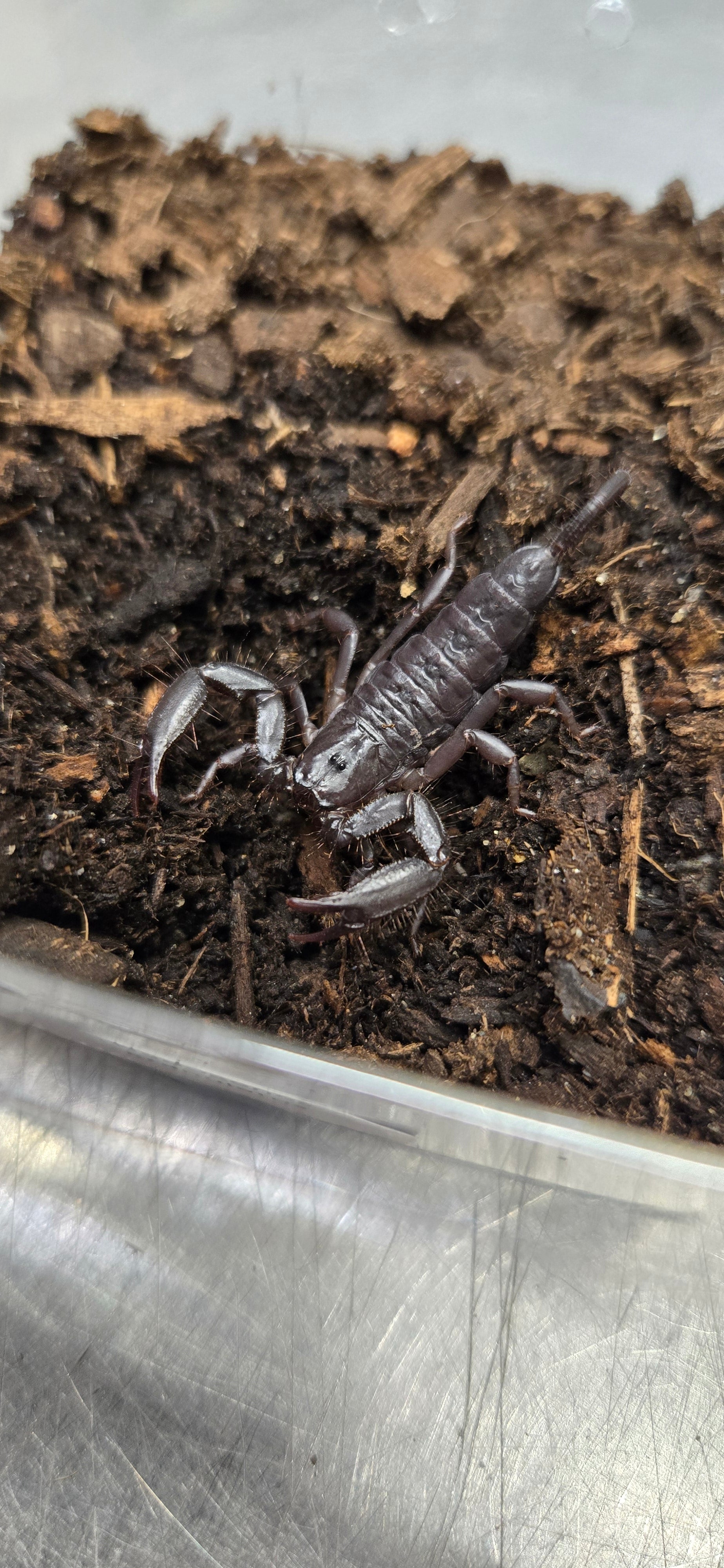 Hadogenes granulatus (Mozambique Flat Rock) – Spider Shoppe