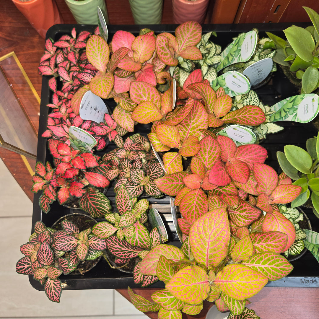 Fittonia spp (Nerve Plant)