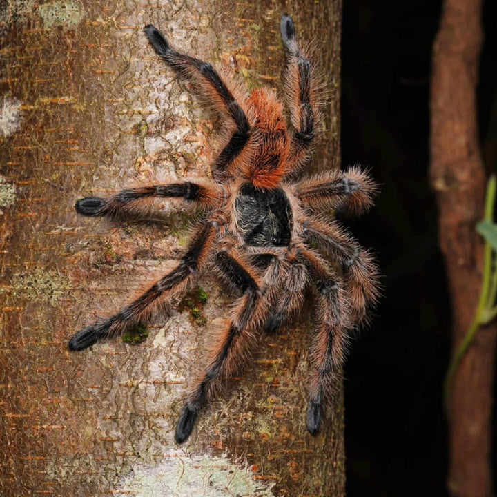 Phrixotrichus vulpinus (Chilean Ocelot)