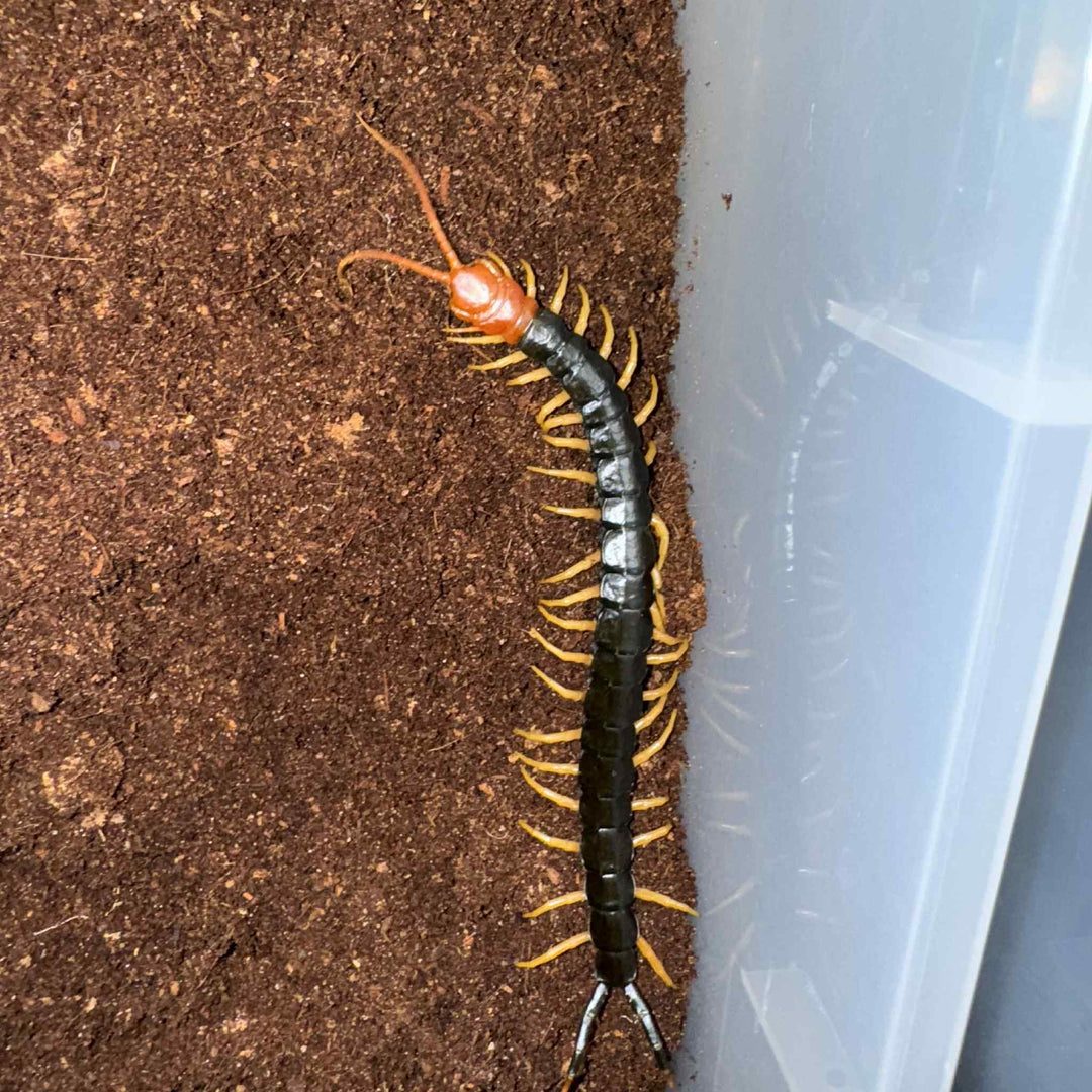 Scolopendra heros castaneiceps (Desert Giant Centipede) 1.5"