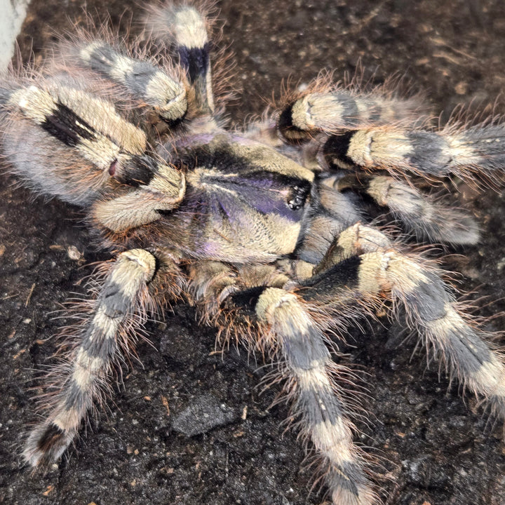 Poecilotheria formosa (Salem Ornamental) 4" FEMALE