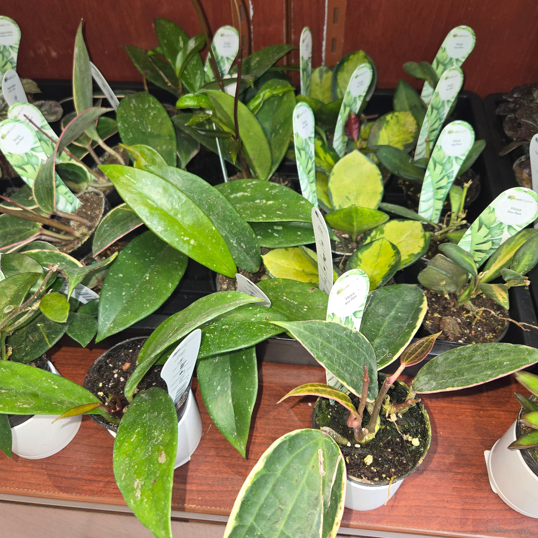 Hoya spp (Wax Plant)