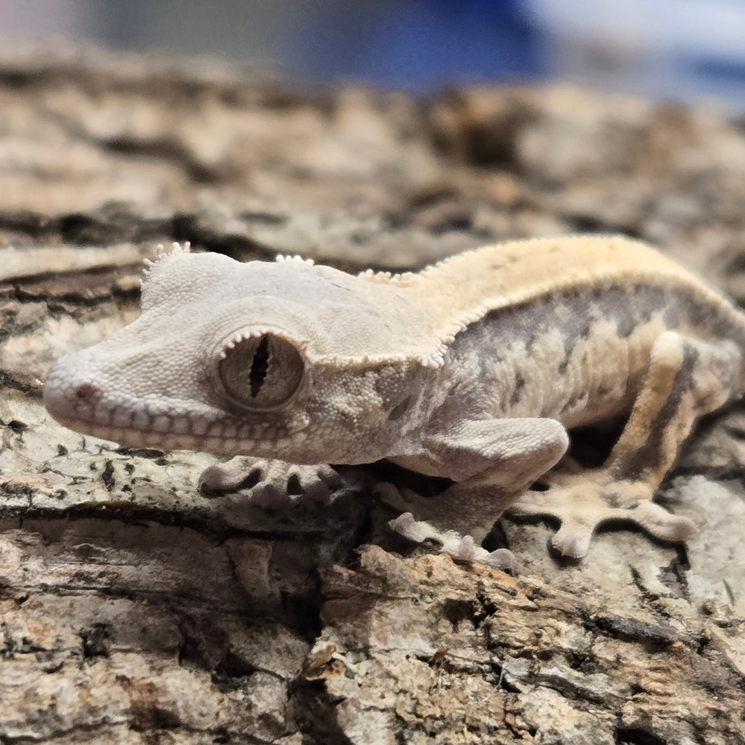 Correlophus ciliatus (Crested Gecko) Sable Lily White LW901