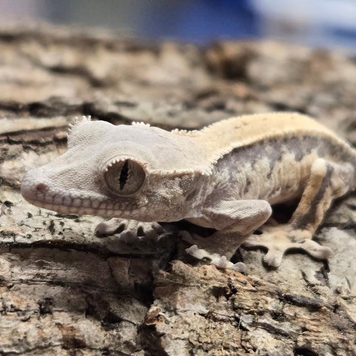Correlophus ciliatus (Crested Gecko) Sable Lily White LW901