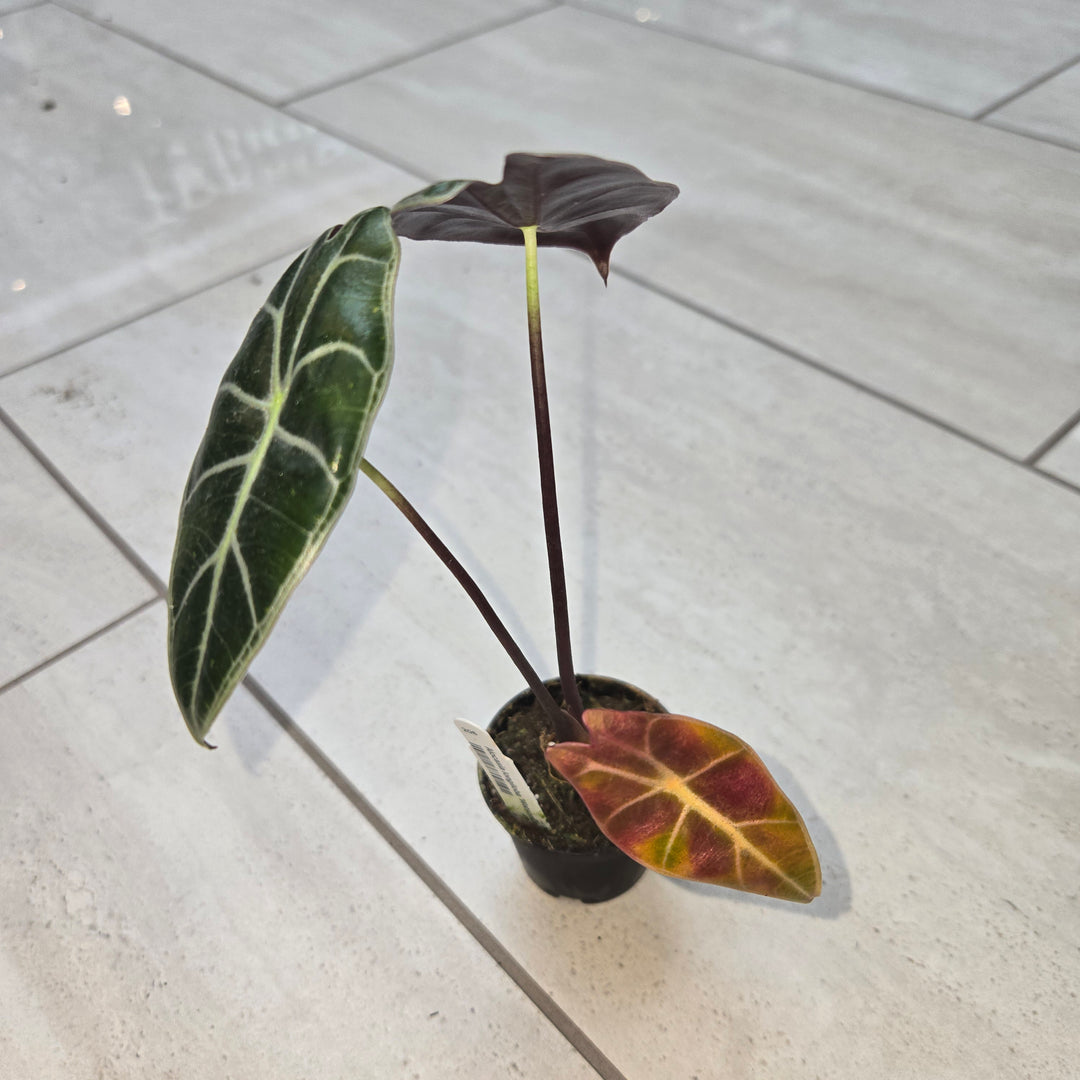 Alocasia spp (Elephant Ear)