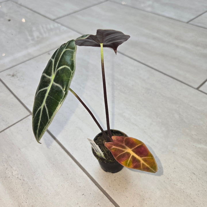 Alocasia spp (Elephant Ear)