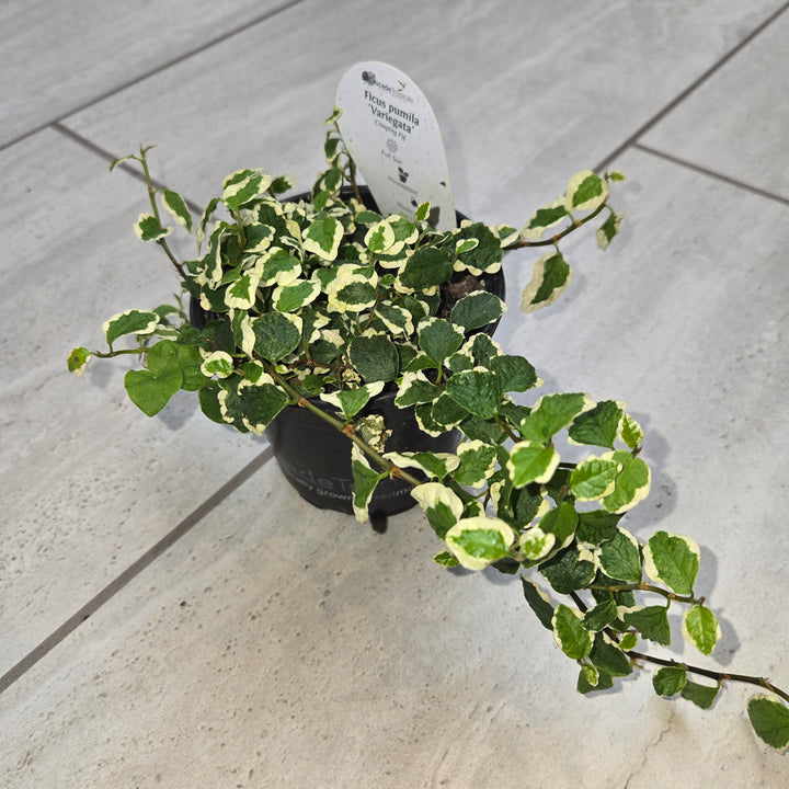 Ficus pumila (Creeping Fig)