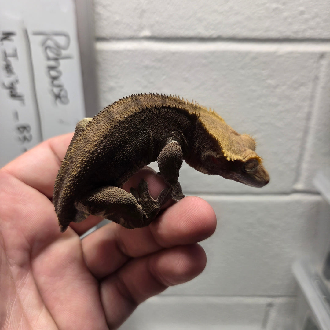 Correlophus ciliatus (Crested Gecko) Tony