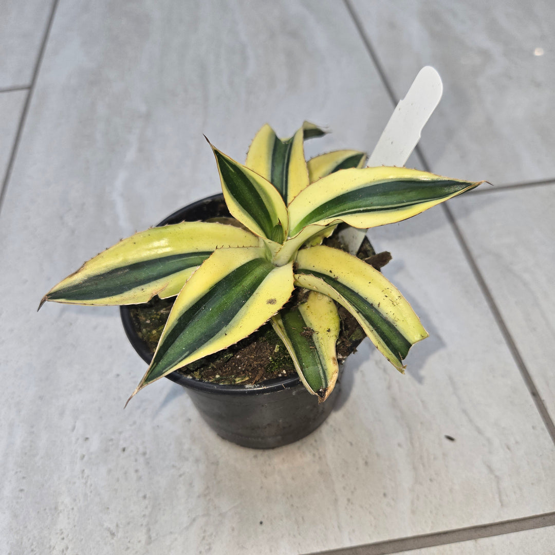 Agave spp (Century Plant)