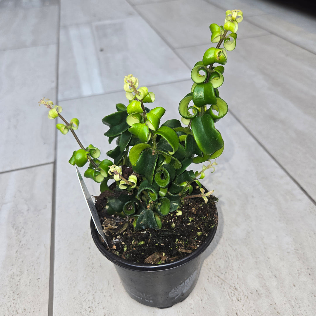 Aeschynanthus spp (Lipstick Plant)