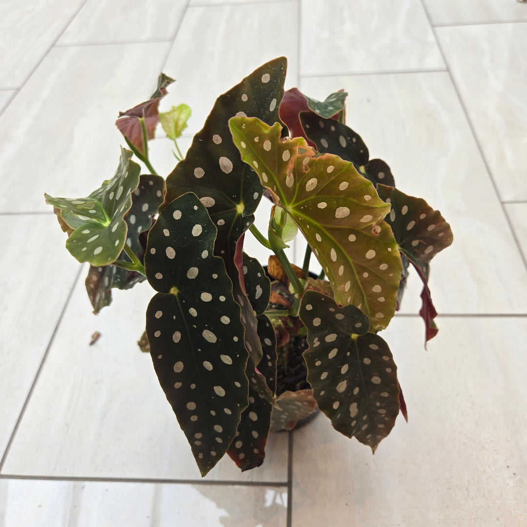 Begonia spp (Begonia)