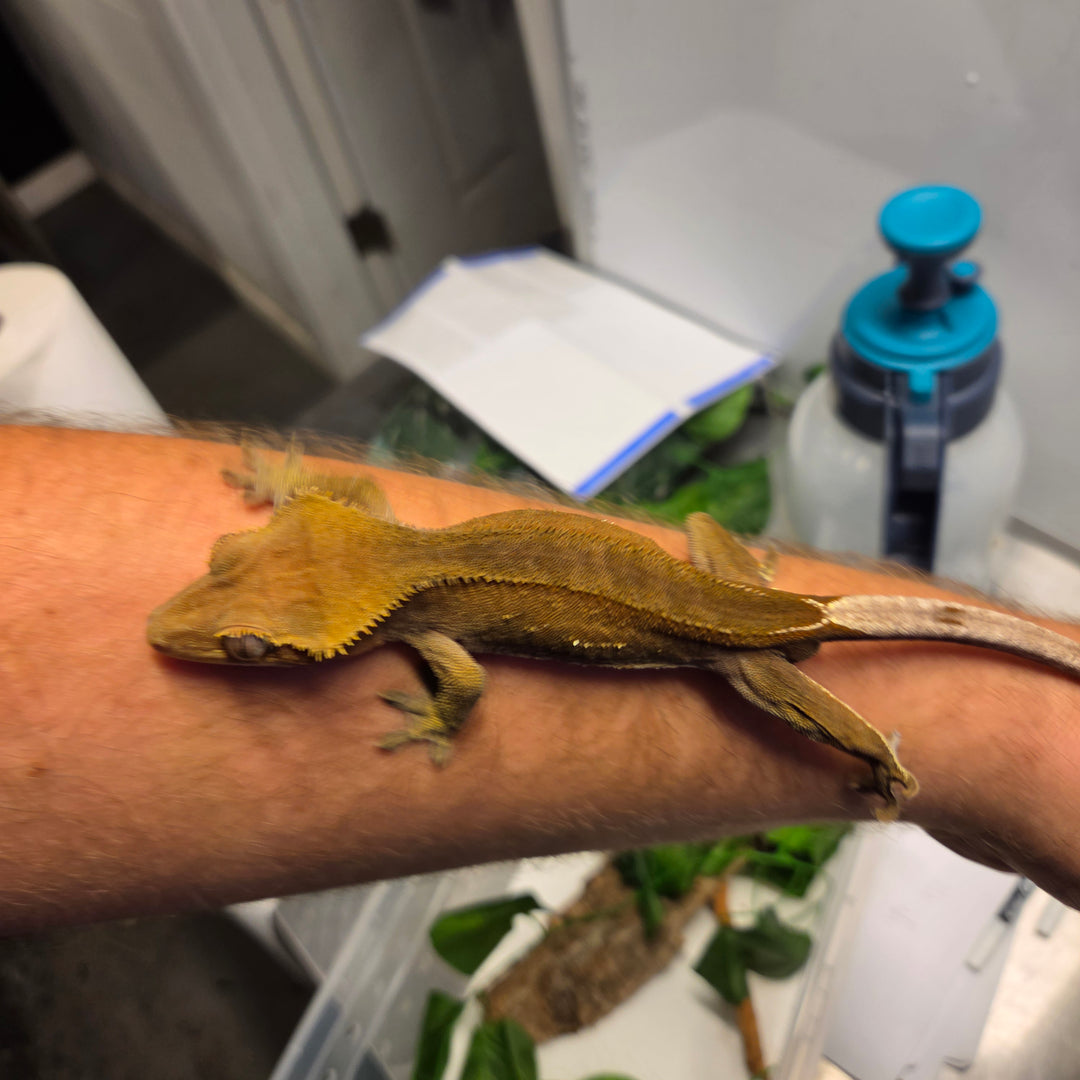 Correlophus ciliatus (Crested Gecko) Dru