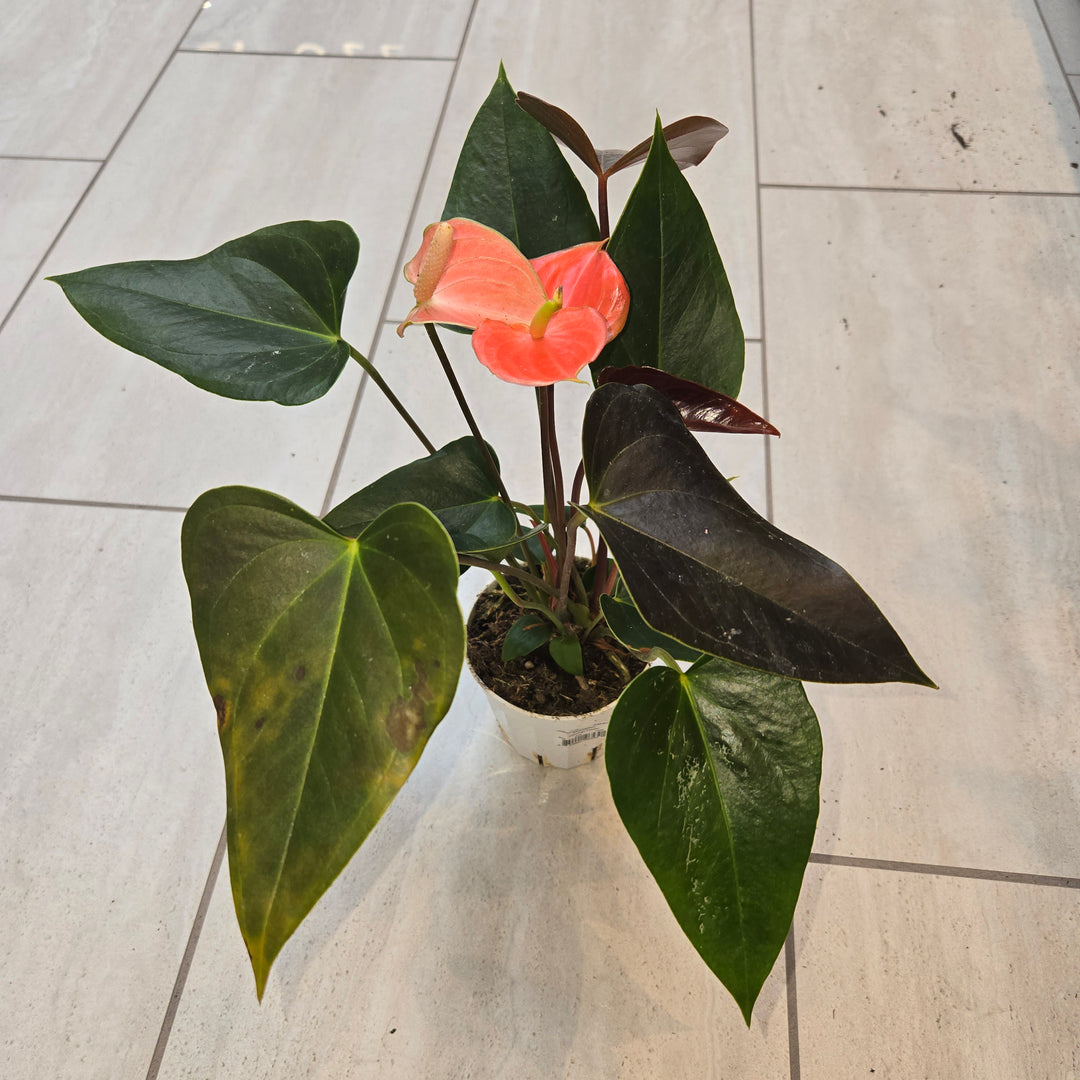 Anthurium spp (Flamingo Flower)