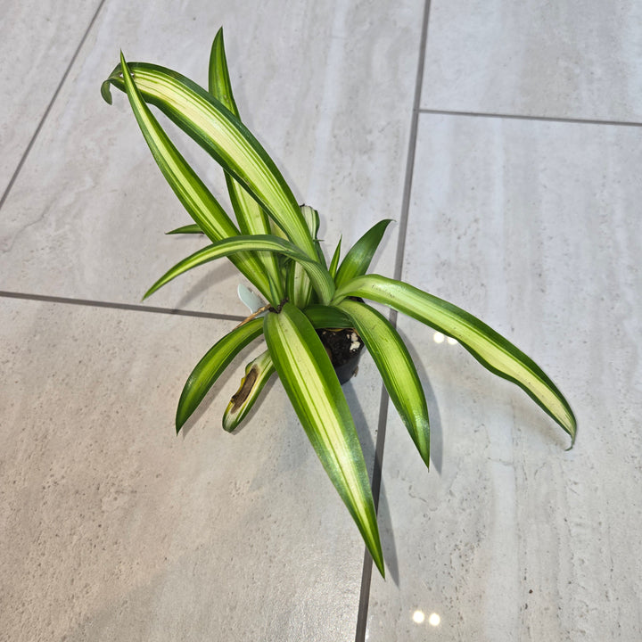Chlorophytum comosum (Spider Plant)