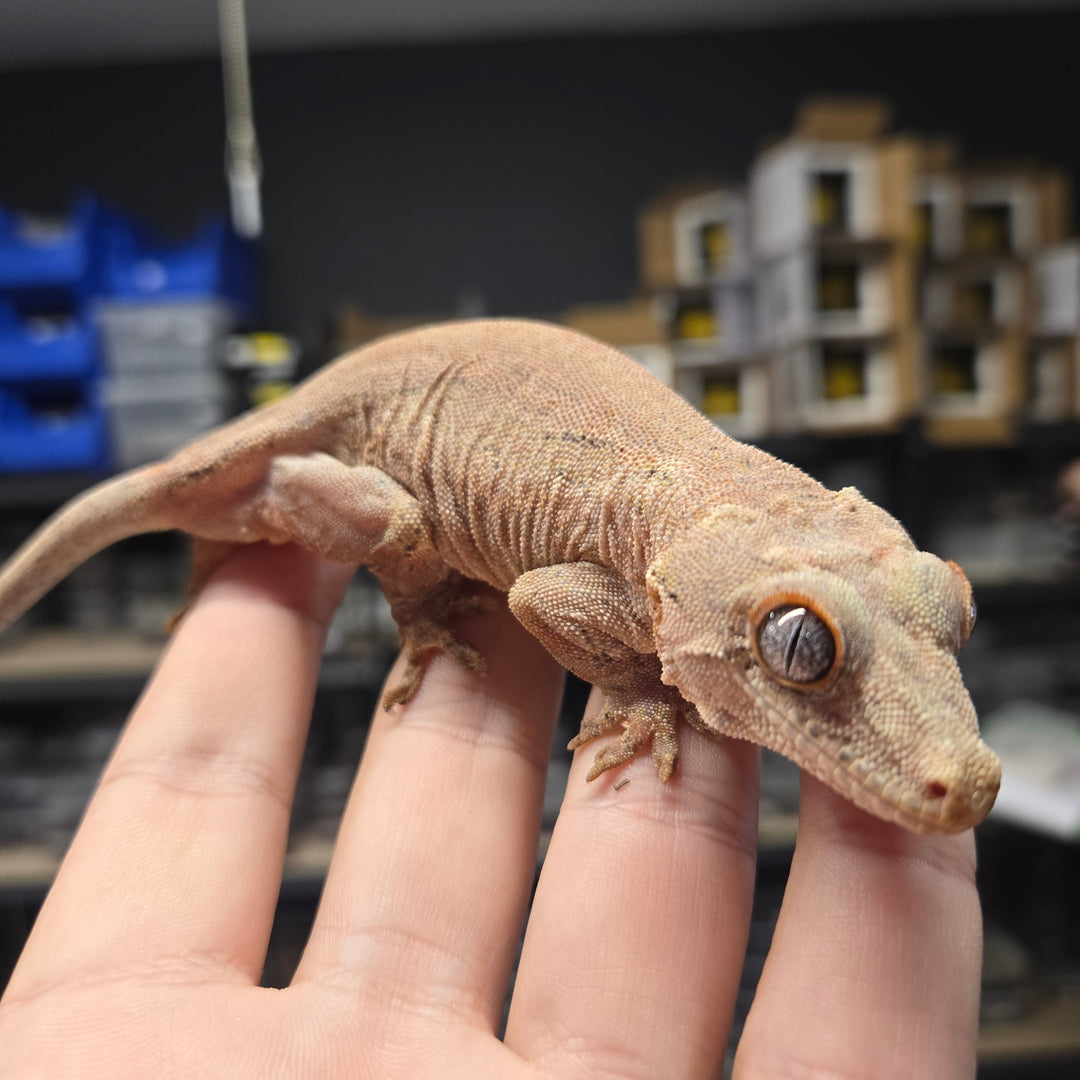 Rhacodactylus auriculatus (Gargoyle Gecko) '19 RED BASE PATTERNLESS FEMALE