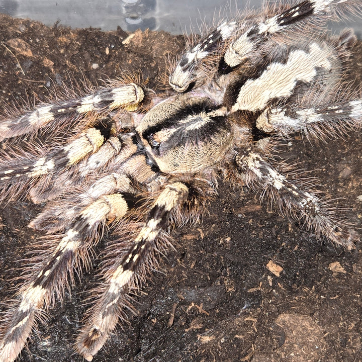 Poecilotheria striata (Mysore Ornamental) 2" | MM