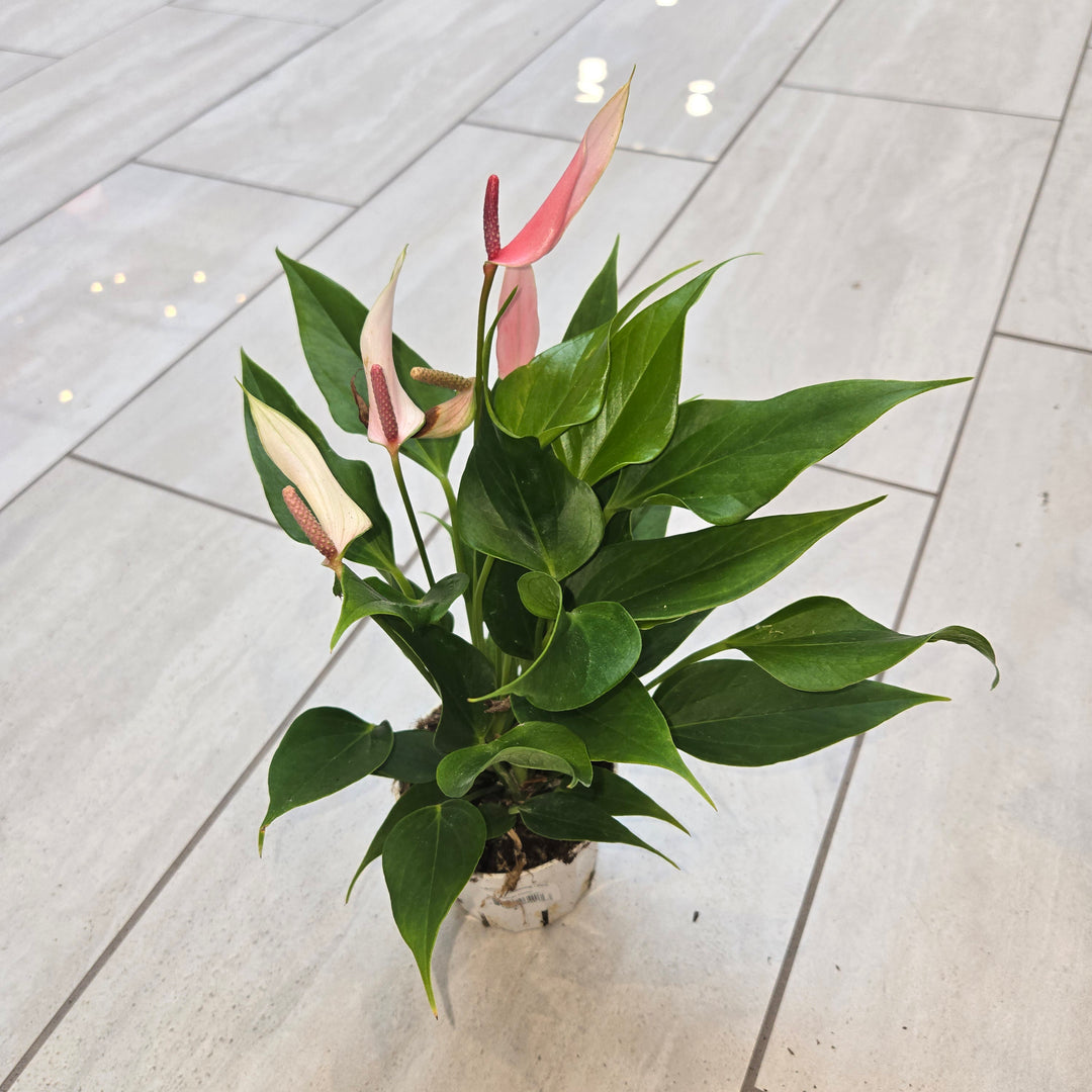 Anthurium spp (Flamingo Flower)