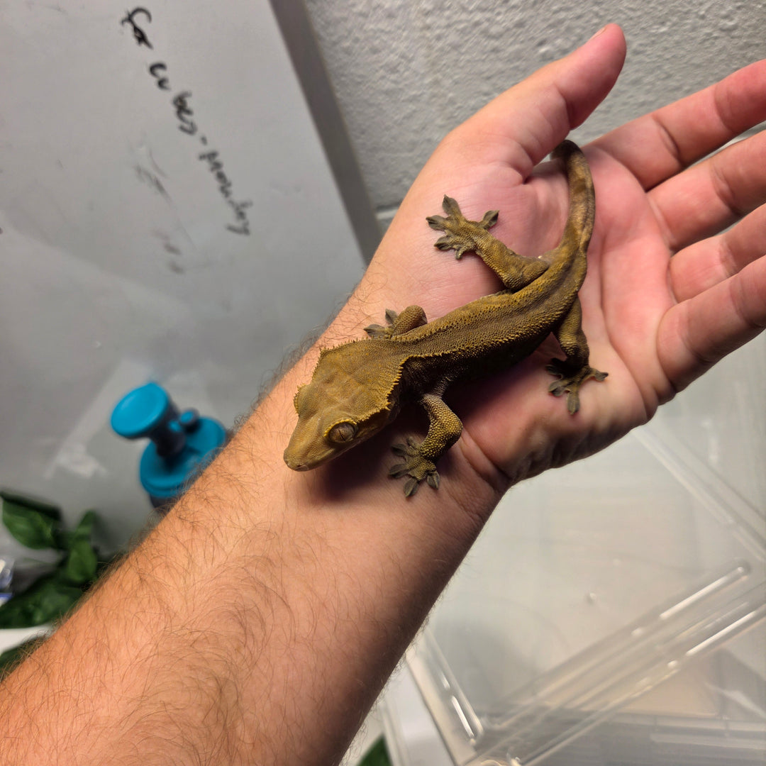 Correlophus ciliatus (Crested Gecko) Shadow