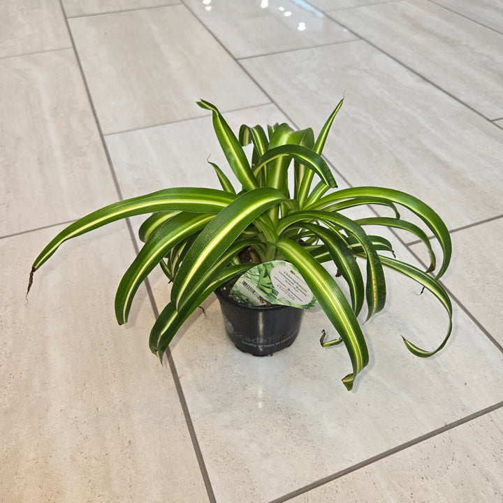 Chlorophytum comosum (Spider Plant)