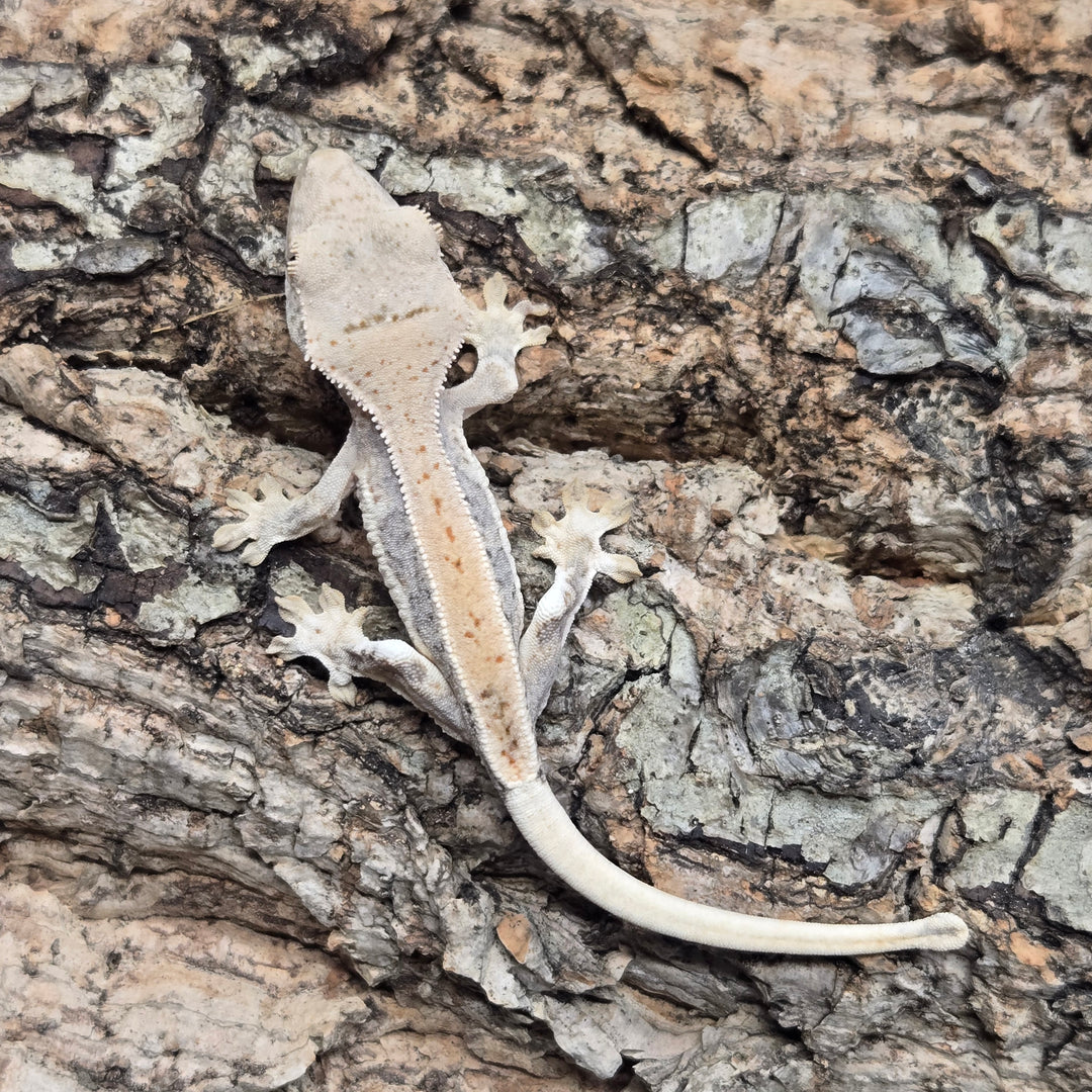 Correlophus ciliatus (Crested Gecko) Lily White LW915
