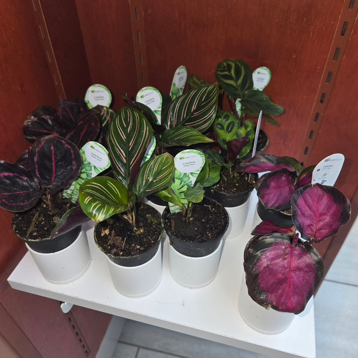 Calathea spp (Prayer Plant)