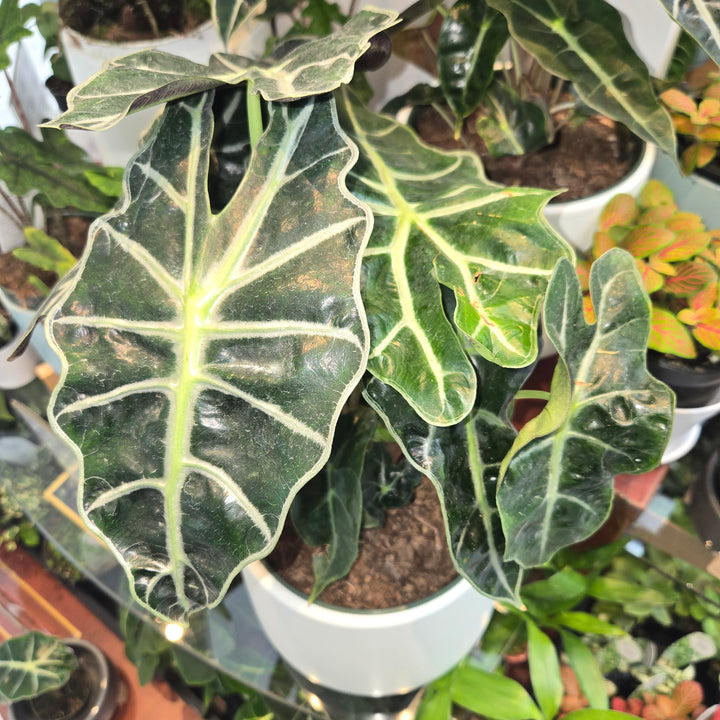 Alocasia spp (Elephant Ear)