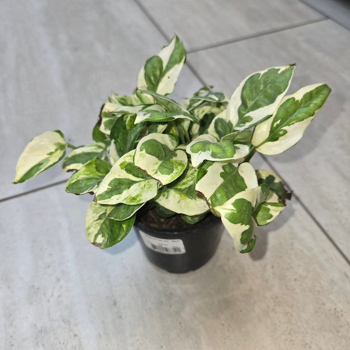 Epipremnum spp (Pothos)