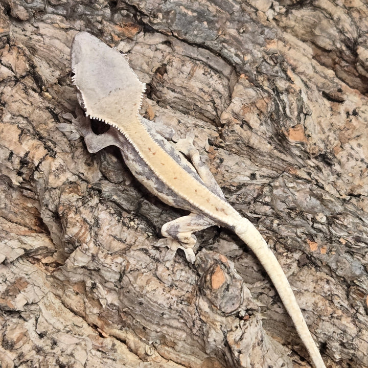 Correlophus ciliatus (Crested Gecko) Sable Lily White LW901