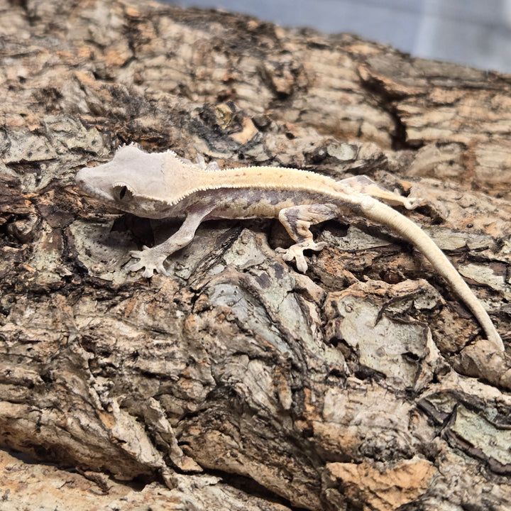 Correlophus ciliatus (Crested Gecko) Sable Lily White LW901