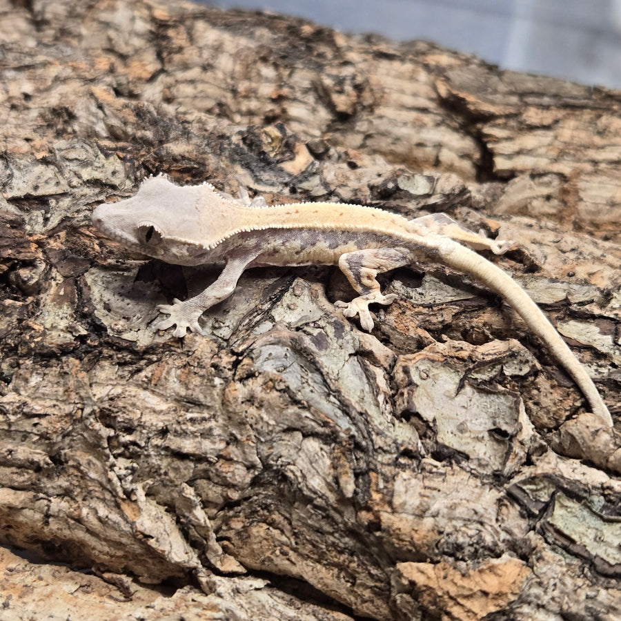 Lily White Crested Geckos – Spider Shoppe