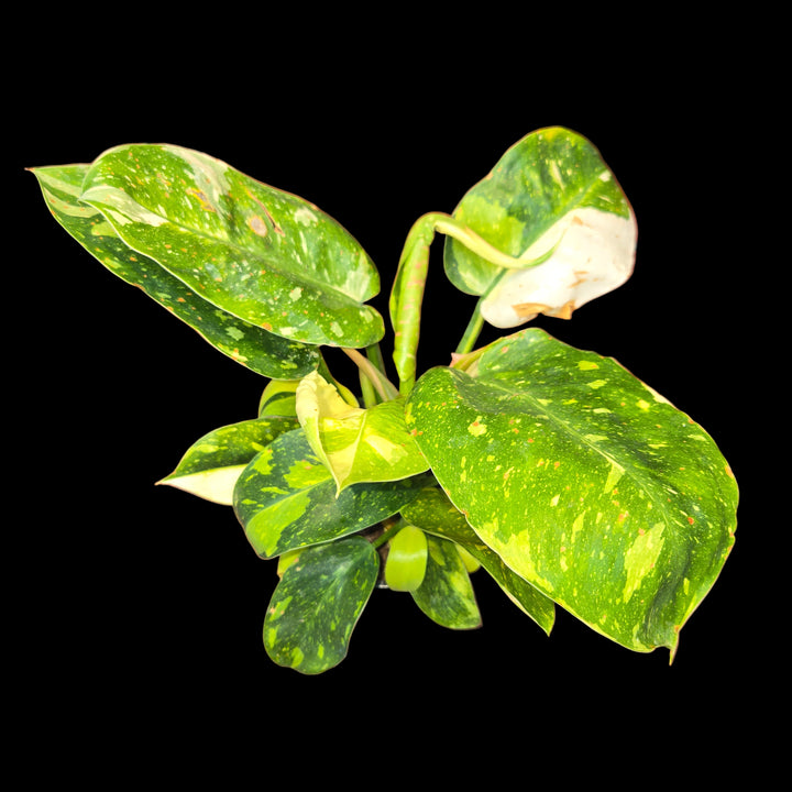 Philodendron spp (Philodendron)
