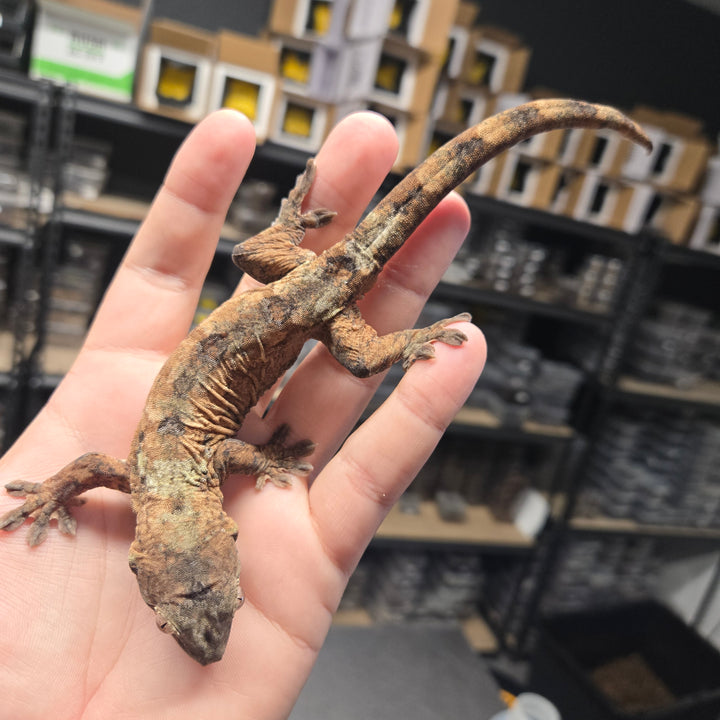 Mniarogekko chahoua (Chahoua Gecko) '24 PINE ISLE MALE