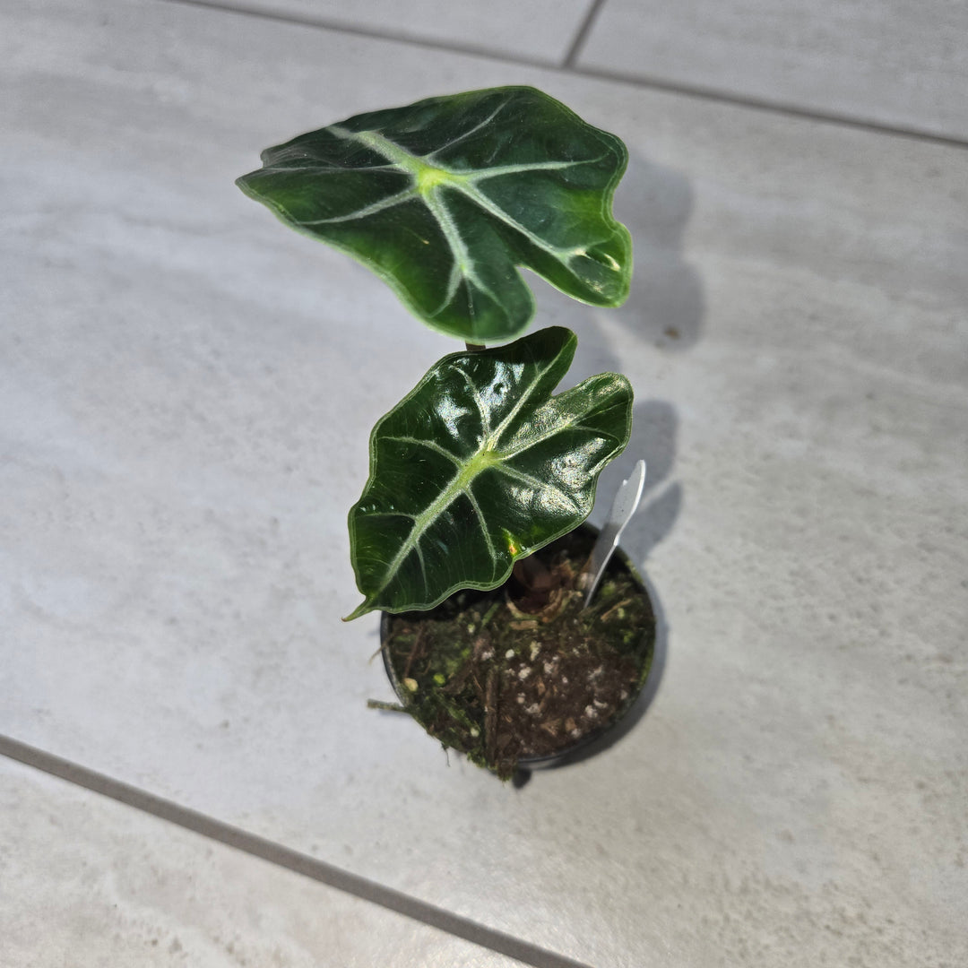 Alocasia spp (Elephant Ear)