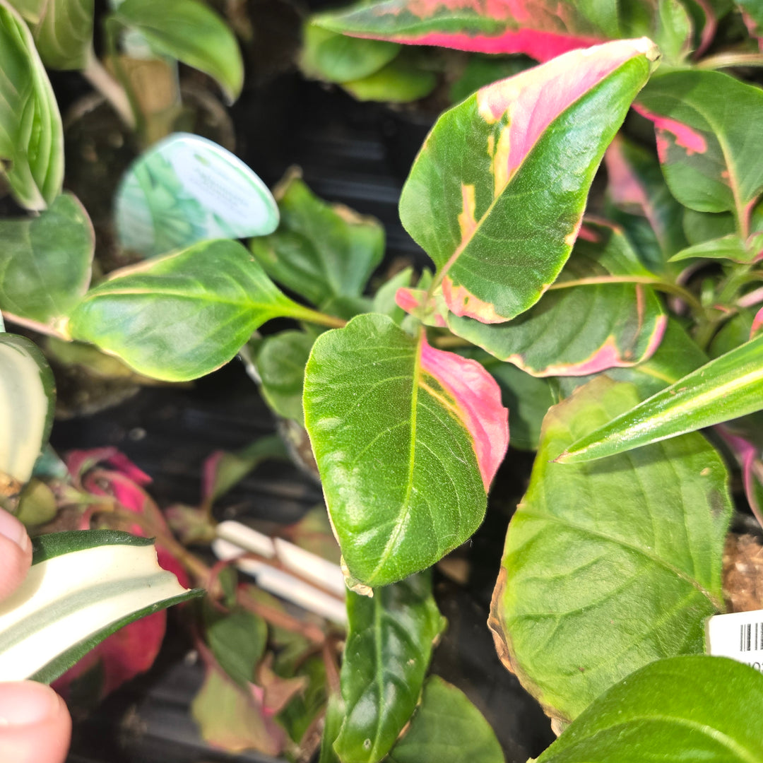 Alternanthera spp (Joseph's Coat)