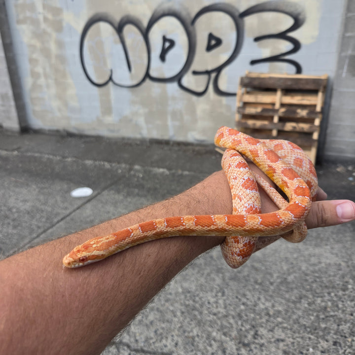 Pantherophis guttatus ( albino Corn Snake) FEMALE