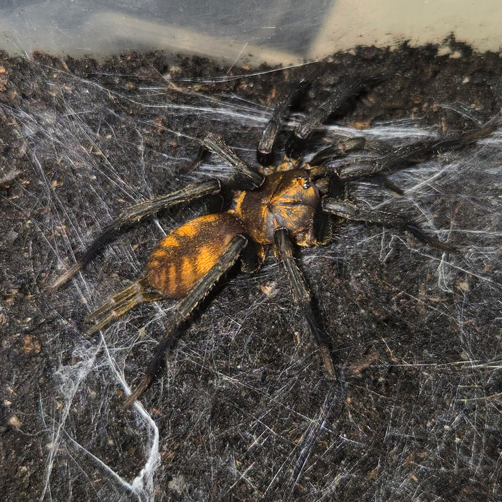 Dipluridae sp 'Golden Stripes' (Golden Striped Curtain Web) 0.5"