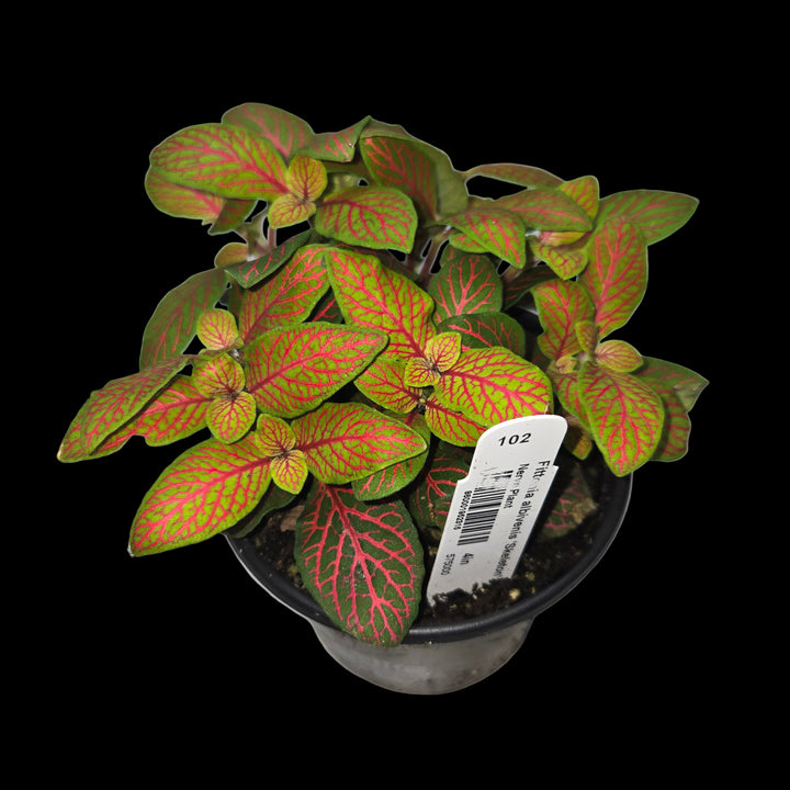 Fittonia spp (Nerve Plant)