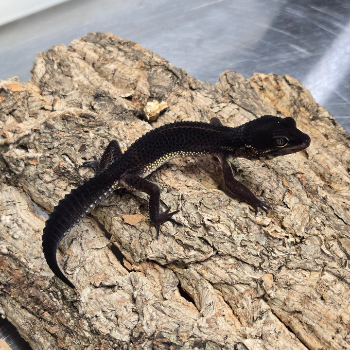 Eublepharis macularius (Leopard Gecko) Black Night BN2