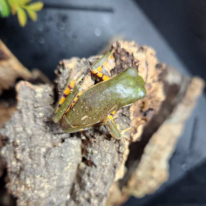 Pithecopus hypochondrialis (Tiger Leg Monkey Tree Frog) 2-3"
