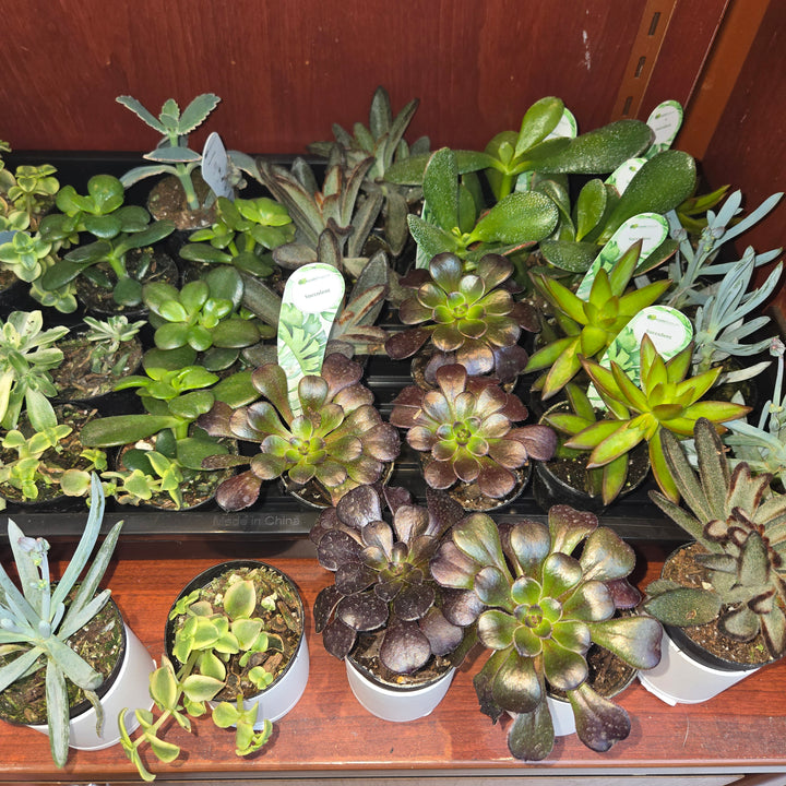 Succulents assorted