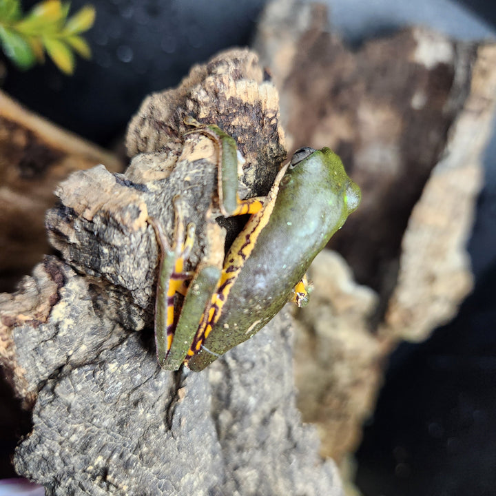 Pithecopus hypochondrialis (Tiger Leg Monkey Tree Frog) 2-3"