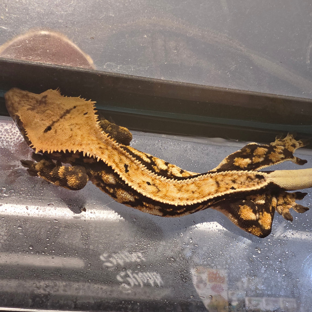 Correlophus ciliatus (Crested Gecko) Extreme Harlequin Pinstripe Male